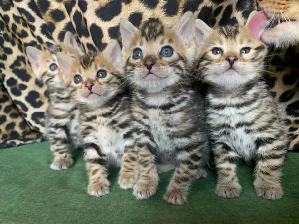 cuccioli di gatto del bengala di alta genealogia.