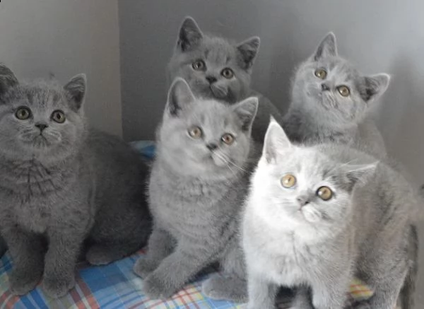 gattini british shorthair 