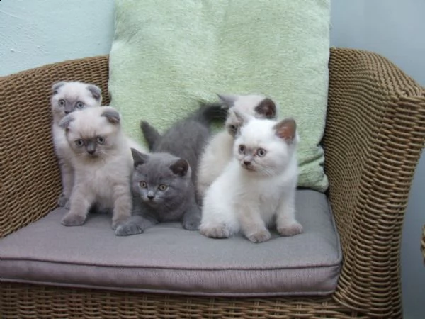 scottish fold gattini a vostra disposizione