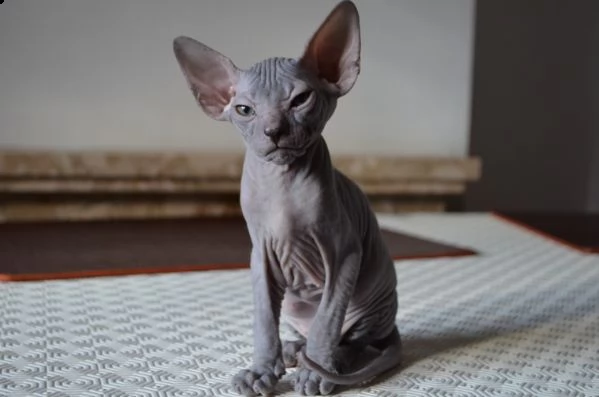 adorabili gattini sphynx