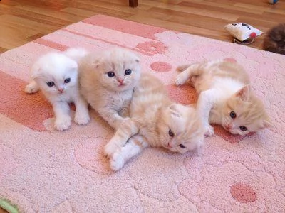 scottish fold gattini a vostra disposizione