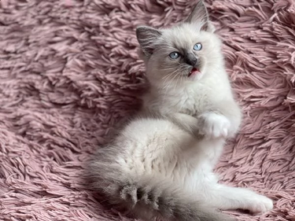 adorabili gattini ragdoll