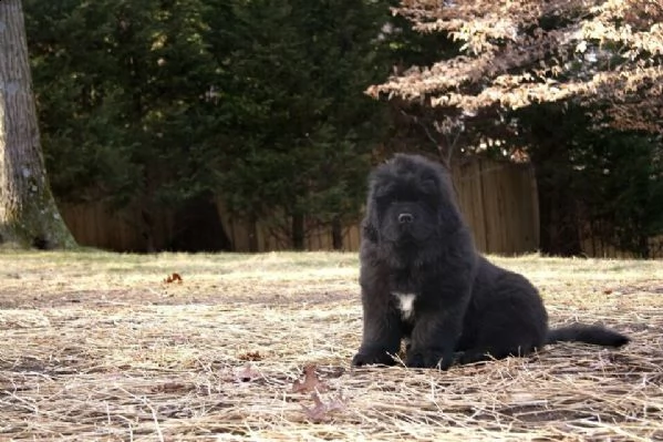 cuccioli di cane di terranova  | Foto 1