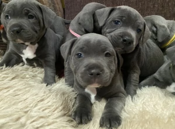 cucciolini blue di amstaff  | Foto 0