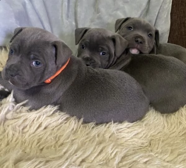 cucciolini blue di amstaff 