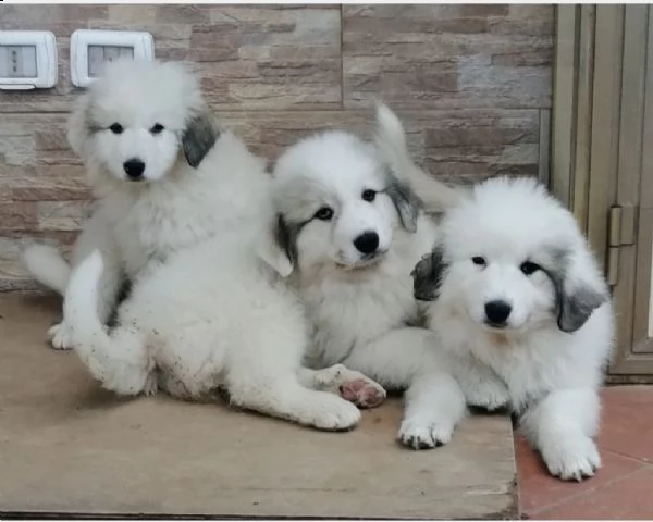 cane da montagna dei pirenei | Foto 0