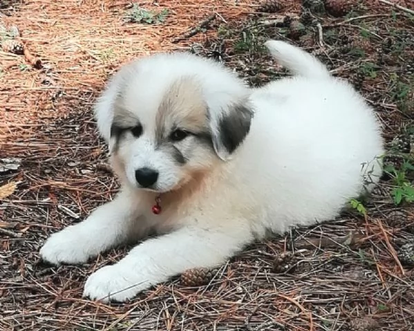 cane da montagna dei pirenei