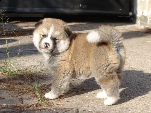 regalo cuccioli di akita inu 