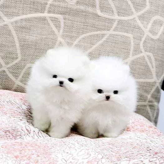 cuccioli di pomerania