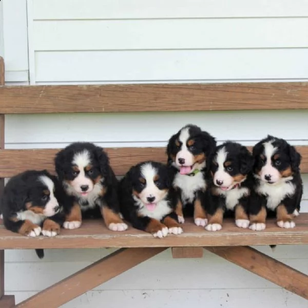 cuccioli bernese mountain  gratis