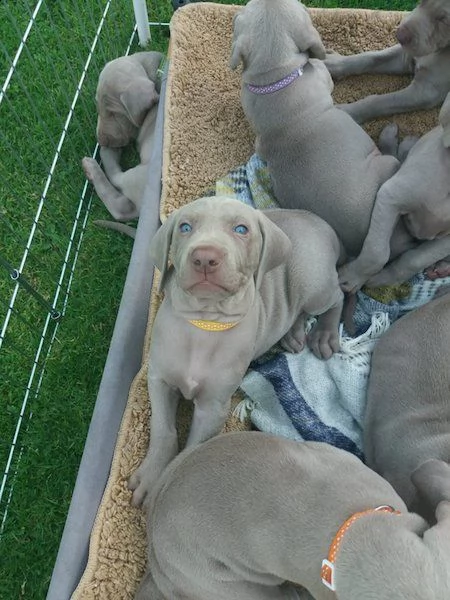 cuccioli weimaraner gratis