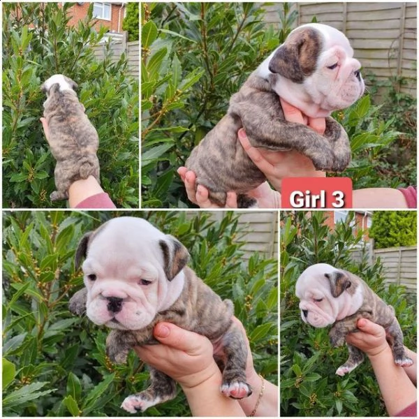 cuccioli bulldog inglese gratis