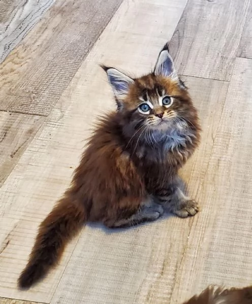 regalo  maine coon gattini femmina e maschio   cedo gattina di maine coon femmina e maschio , colore