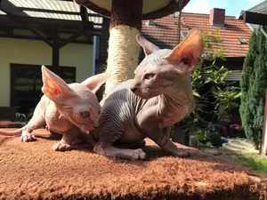  regalo gattini sphynx disponibile   gattini sphynx maschio e femmina in adozione a loro piace stare