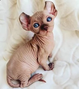 regalo gattini maschi e femmine sani sphynx  siamo lieti di informarti che ora abbiamo cuccioli sphy