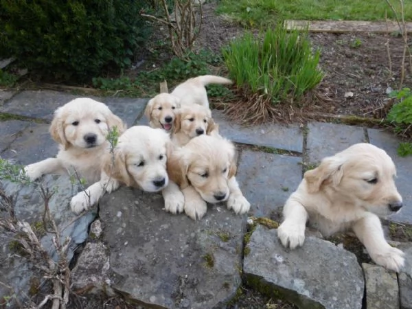 adorabili cuccioli registrati kc golden retriever