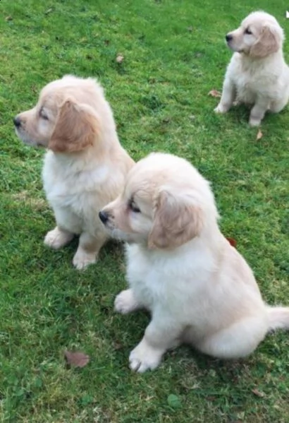 adorabili cuccioli registrati kc golden retriever | Foto 0