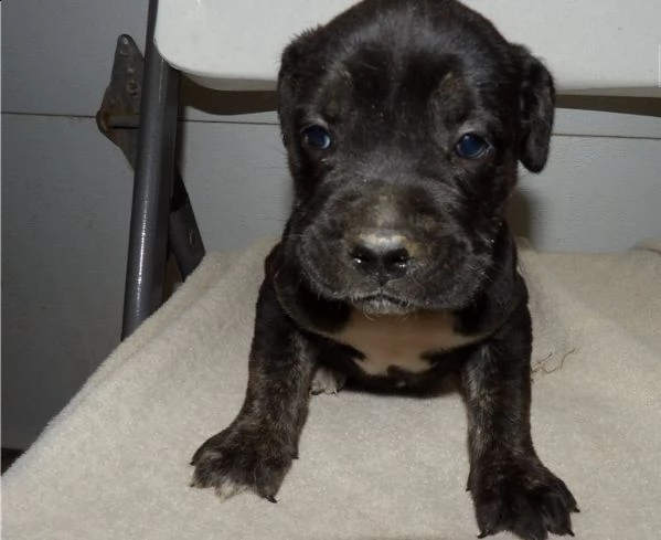 regalo cane corso cuccioli meravigliosi !