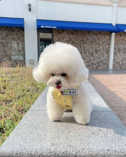 cuccioli bichon toy