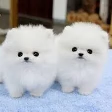 cuccioli di pomerania cuccioli di pomerania: 