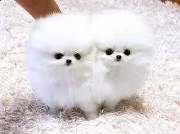 vendo adorabili cuccioli di pomerania. pronto per andare ora.