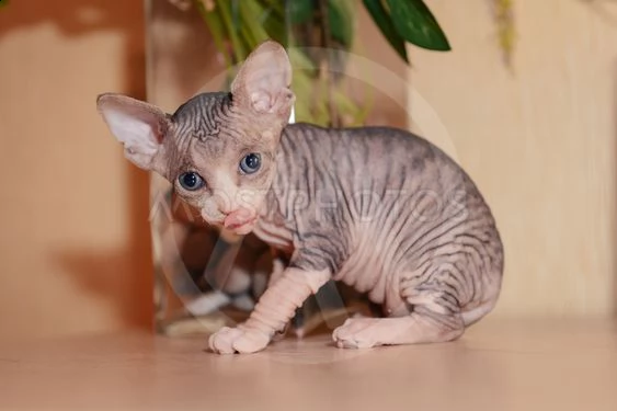  regalo gattini maschi e femmine sani sphynx  siamo lieti di informarti che ora abbiamo cuccioli sph