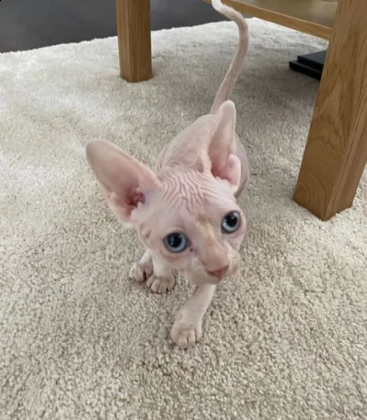  regalo bellissimi gattini sphynx  i nostri gattini sono pronti per andare nelle loro nuove case, ha