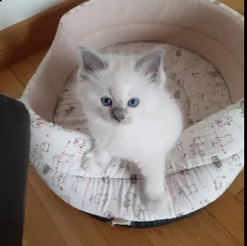  regalo stupendi gattini ragdoll   ragdoll cuccioli alta genealogia, bellissimi, affettuosissimi, sa