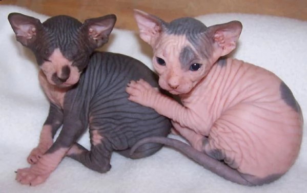 gattini sphinx carino bella loof vi presentiamo questi adorabili sphynx. ci sono 2 ragazze e 3 ragaz