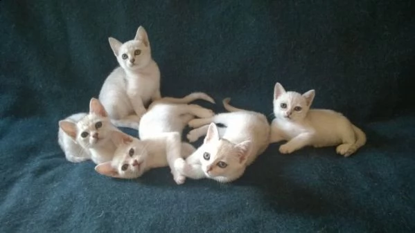 gattini burmilla carino bella loof vi presentiamo questi adorabili burmilla . ci sono 2 ragazze e 3 