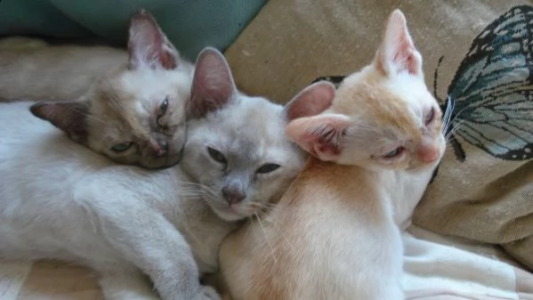 bellissimi gattini burmese vi presentiamo questi adorabili burmese . ci sono 2 ragazze e 3 ragazzi f