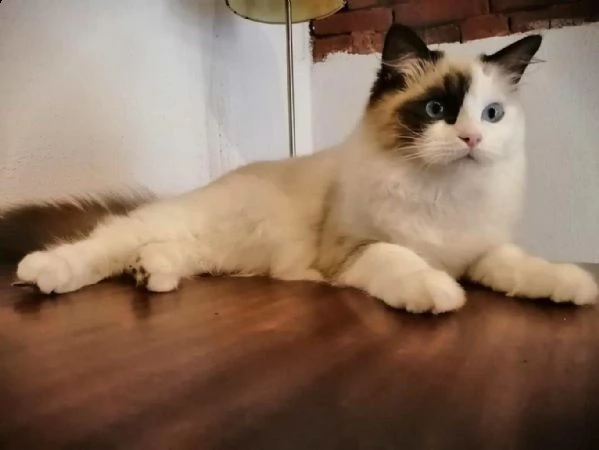  regalo  gattini pura razza ragdoll  ultima tre cucciola di ragdoll bellissima educata sporga nella 