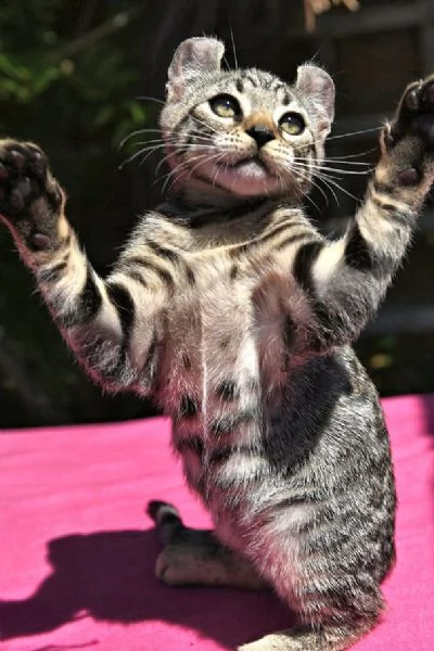 gattini keetso in adozione vi presentiamo questi adorabili keetso. ci sono 2 ragazze e 3 ragazzi fin