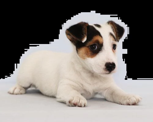 jack russel terrier 