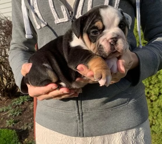  cuccioli di bulldog francese per l'adozione