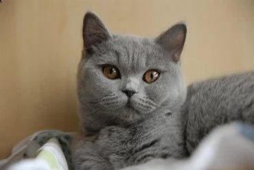 adorabili cuccioli di british shorthair femminucce e maschietti disponibili per l'adozione gratuita 