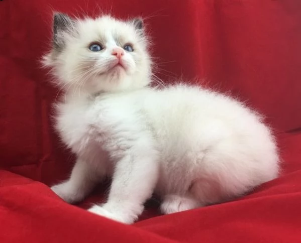 bellissimi gattini di ragdoll sani e in adozione. sono pronti per una nuova casa ora contattatemi ge