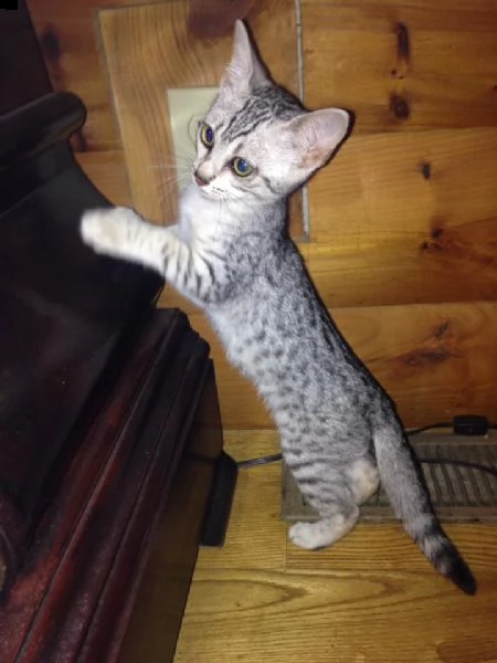 bellissimi gattini di egyptian mau sani e in adozione. sono pronti per una nuova casa ora contattate