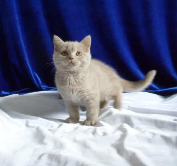 bellissimi gattini di british shorthair  sani e in adozione. sono pronti per una nuova casa ora cont