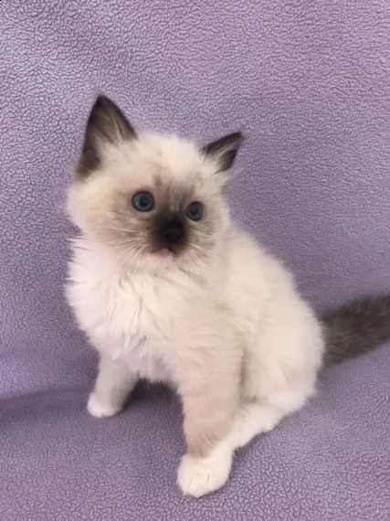 2 bellissimi gattini di bengala sani e in adozione. sono pronti per una nuova casa ora contattatemi 