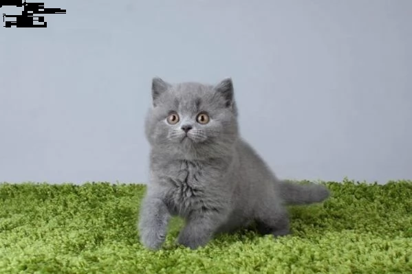 bellissimi gattini di british shorthair sani e in adozione. sono pronti per una nuova casa ora conta