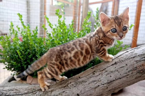 bellissimi gattini di bengala sani e in adozione. sono pronti per una nuova casa ora contattatemi ge | Foto 0