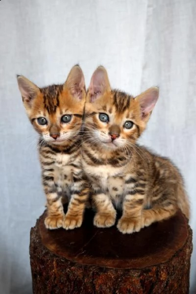 bellissimi gattini di bengala sani e in adozione. sono pronti per una nuova casa ora contattatemi ge