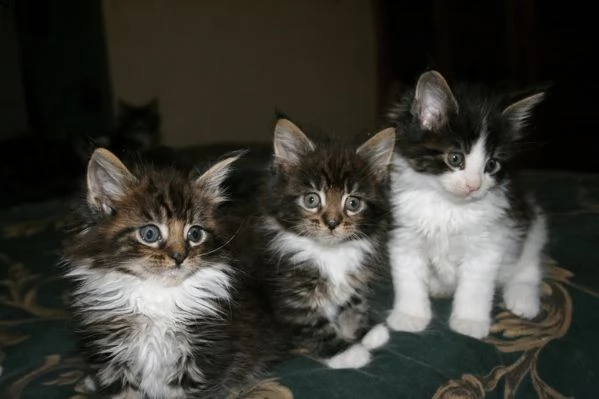 bellissimi gattini di maine coon sani e in adozione. sono pronti per una nuova casa ora contattatemi