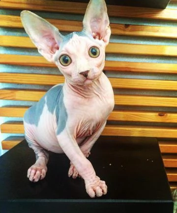  bellissimi gattini di sphynx sani e in adozione. sono pronti per una nuova casa ora contattatemi ge