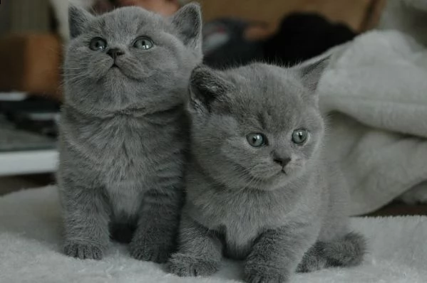  bellissimi gattini di british shorthair sani e in adozione. sono pronti per una nuova casa ora cont