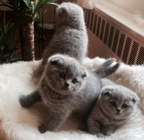 3 bellissimi gattini di scottish fold sani e in adozione. sono pronti per una nuova casa ora contatt