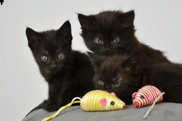 2 bellissimi gattini di bombay sani e in adozione. sono pronti per una nuova casa ora contattatemi g