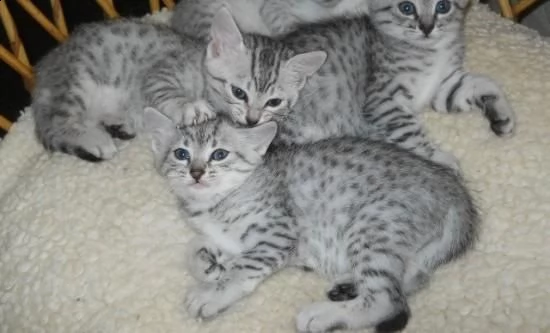  bellissimi gattini di egyptian mau sani e in adozione. sono pronti per una nuova casa ora contattat