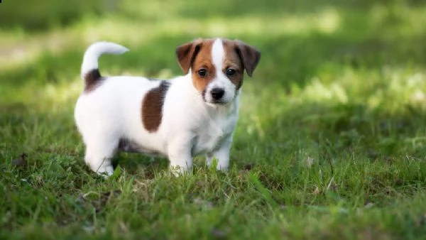 vendita pettorina personalizzata mod. v per jack russell